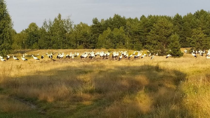 У Поліському природному заповіднику зафіксували зграю з сотен білих лелек. Фото