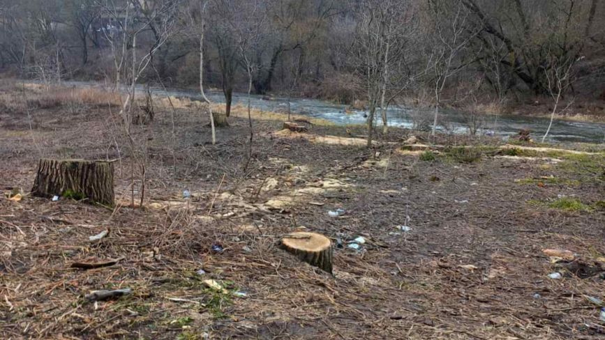 Екоінспекція перевірить законність порубки дерев на березі річки Кам’янка у Житомирі