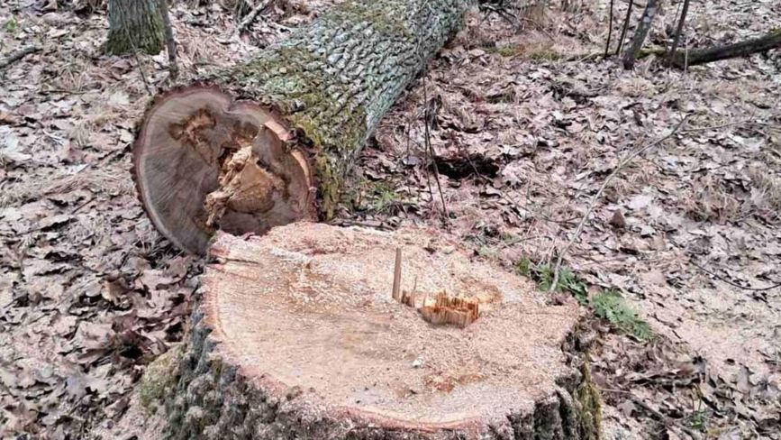 На території лісового заказника місцевого значення «Словечанський кряж»  виявлено факт незаконної порубки дубів - збитки довкіллю майже 2 млн грн