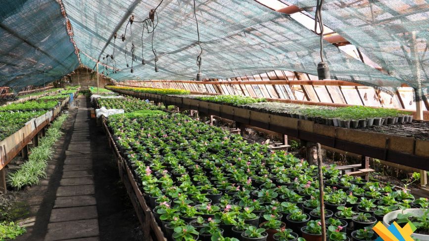 На клумбах Житомира цьогоріч планують висадити понад 80 тисяч квітів