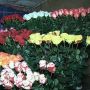 Влада Житомира збирається жорстко діяти з квіткарями на Московській