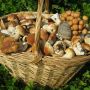 Держсанепідслужба застерігає жителів Житомирщини вживати докорослі гриби