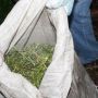 У Житомирській області затримали безхатька з Дніпропетровщини, котрий зберігав близько 5 кг конопель