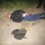 На Звягельщині поліцейські затримали злодіїв-«домушників»