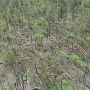 Смерч у  Новоград-Волинському районі пошкодив 20 гектарів лісу