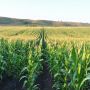 На Житомирщині збільшився урожай ранніх зернових: зібрали вже 885 тисяч тонн