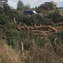 На Романівщині незаконно вирубали 70 дерев