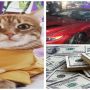 Житомирський кіт прославився на всю країну, ДТП у центрі міста та кредит від німецького банку: що житомиряни обговорювали у мережі Facebook за тиждень