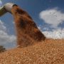 МЗС попередило країни-споживачі, що Росія торгує вкраденим зерном з України