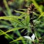 На Житомирщині викрито підприємство із заготівлі нарковмісних рослин