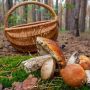 На Чуднівщині врятували жінку, яка заблукала у лісі, збираючи гриби