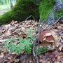 Літній грибник з Сінгурів майже добу блукав по лісу