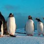 Чотири жінки вирушать в Антарктиду керувати найвіддаленішою поштою і рахувати пінгвінів