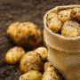 На Житомирщині зібрано картоплю з майже 100 % площ