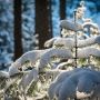 27 січня: що сьогодні відзначають, прикмети та погода у Житомирі