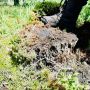 З ДП "Олевське лісове господарство" стягнуто 720 тис грн шкоди через незаконні порубки