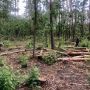 Майже 15 млн грн шкоди завдано довкіллю незаконною порубкою дерев на Коростенщині
