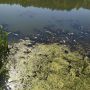 Екоінспектори обрахували збитки, нанесені довкіллю через загибель риби у Тетереві