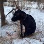 У лісі в Коростені невідомі намагалися вбити пса з особливою жорстокістю, прив'язавши на повідок-удавку