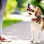 Правила вигулу собак: корисна інформація для власників тварин