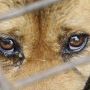 Поліцейські розпочали розслідування жорстокого поводження з тваринами жителя Баранівки