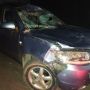 Вночі у межах Богунського лісництва під колеса авто потрапив лось: тварина загинула