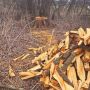 У Народицькій ТГ виявлено самовільну порубку 11-ти дерев вільхи
