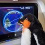 Метеорологиня з Житомира виграла конкурс на краще імя для пінгвіна-талісмана Української антарктичної експедиції