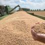 В Україні очікують менший урожай зернових та олійних цьогоріч