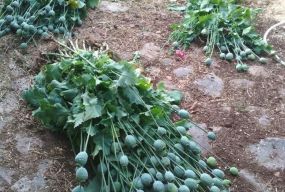 Понад тисячі рослин снодійного маку за вихідні вилучила поліція у жителів Житомирщини