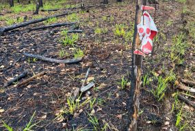 Трагедія у прикордонні на Житомирщині: пʼятеро людей загинули, наїхавши на вибухові пристрої