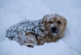 В Україні тривають морози — за попередніми прогнозами, не потіпліє до кінця січня