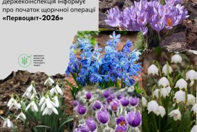 Первоцвіти під охороною: на Житомирщині стартують заходи зі збереження рідкісних червонокнижних рослин
