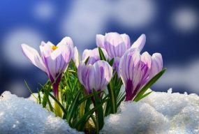 Нічні морози і денне тепло — погода найближчих днів