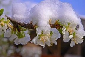 Увага! Заморозки в Житомирській області триватимуть і надалі