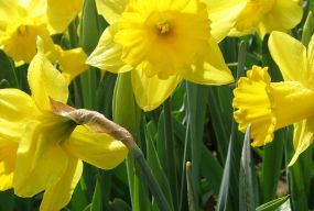 Невеликий короткочасний дощ і до 9 тепла - прогноз погоди у Житомирі на 12 квітня