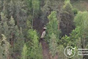 У Коростенському районі виявили факт незаконної порубки восьми беріз