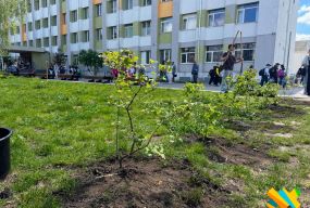 Біля ліцею №23 у Житомирі висадили калинову алею