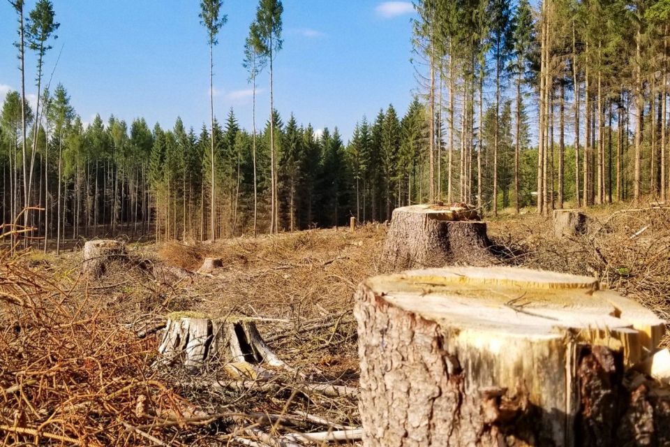 На Житомирщині поліцейські зафіксували перевезення необлікованого дуба