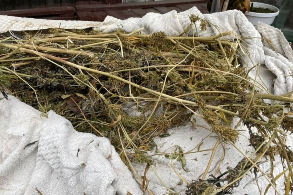 42-річний житель Коростишева обладнав наркосушку на горищі