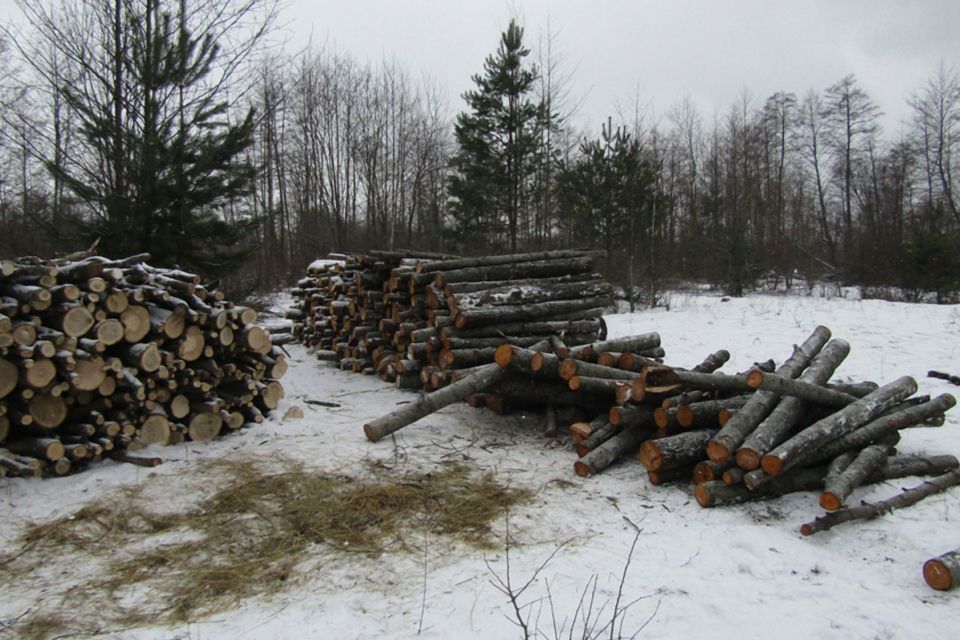 Майже 20 кубометрів ясеню, дуба та граба встигли вирізати до приїзду поліції: двох парубків з Ємільчинської громади затримали на крадіжці деревини