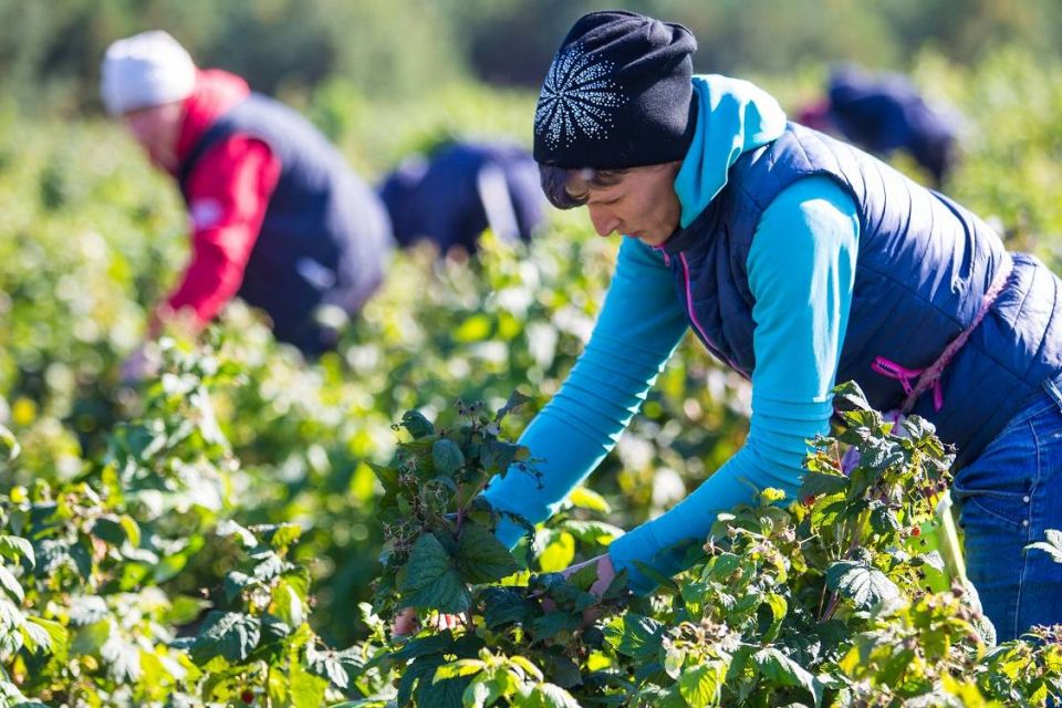 Житомирська область у 2024 році виробила майже 39 тис. тонн плодово-ягідної продукції