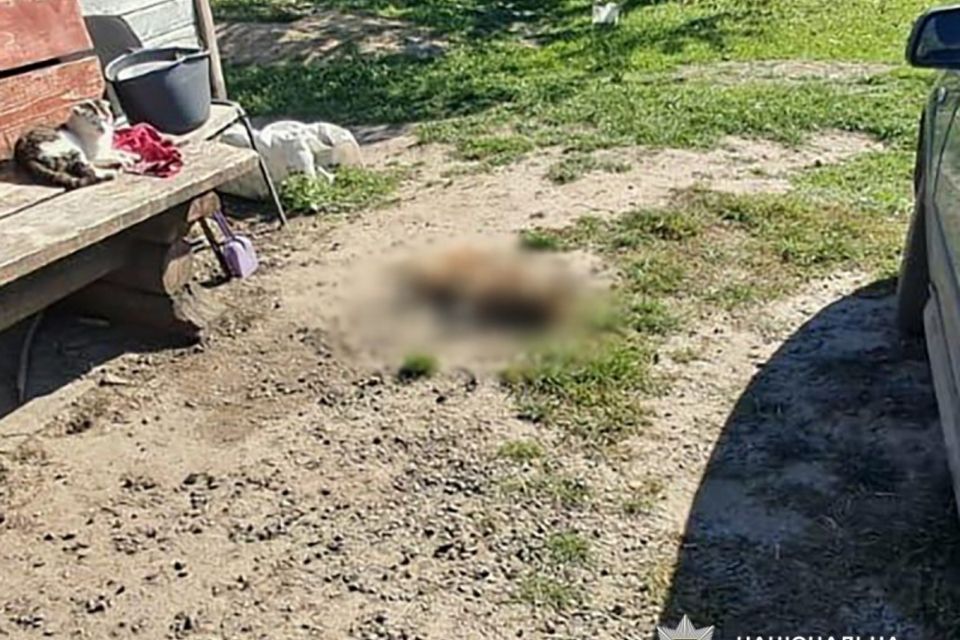 Повідомлено про підозру жителю Романівської громади, який смертельно поранив собаку сусідки з пневматичної гвинтівки