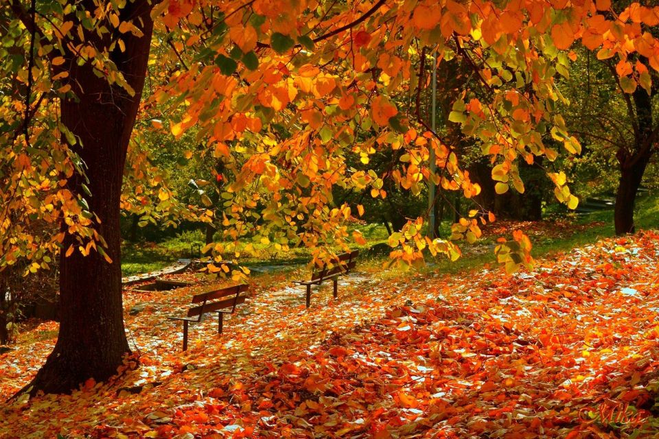 Листопад дебютує теплою сонячною погодою —  синоптики