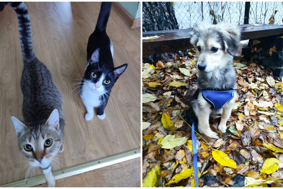 Пухнастики шукають господарів: оголошення у Житомирі станом на 8 листопада 2025 року