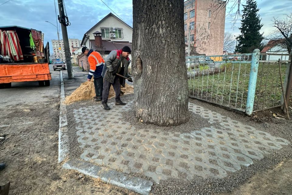 У Житомирі на вимогу Екоінспекції усунули порушення: навколо заасфальтованого дуба облаштовано пристовбурну лунку