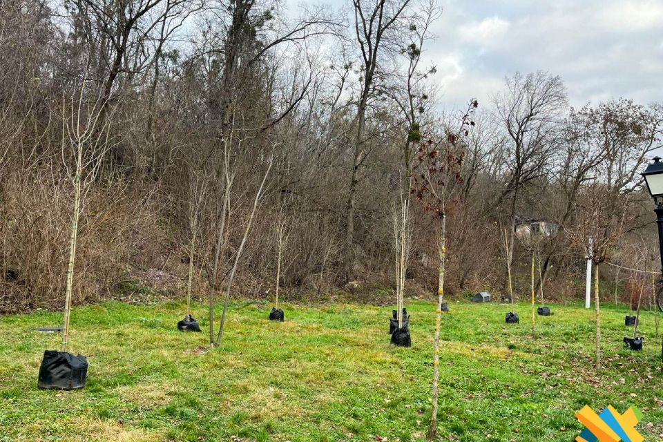 У парку Шодуара висаджують декоративні дерева — сакури, глід і груші