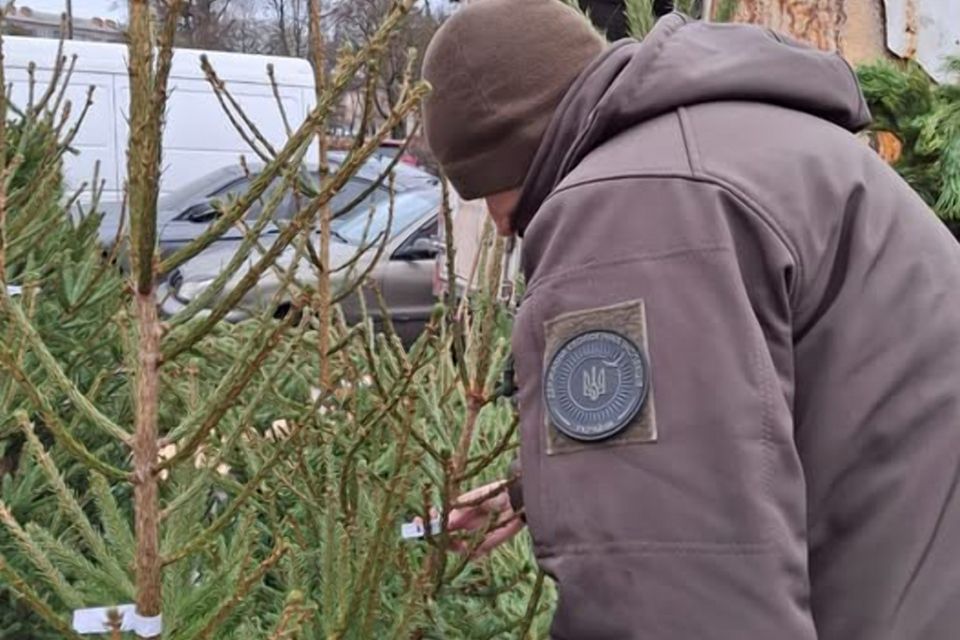 У передріздвяні і передноворічні дні екоінспекція розпочинає заходи контролю щодо законності заготівлі та продажу ялинок