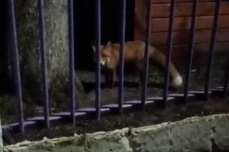 УВАГА! 2 грудня у Житомирі на території дошкільного навчального закладу №44 зафільмували на відео лисицю