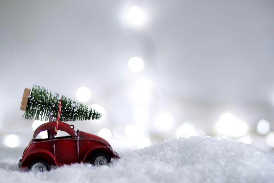 Ялинка на свята: яка відповідальність за незаконний зруб